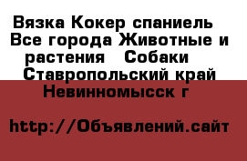 Вязка Кокер спаниель - Все города Животные и растения » Собаки   . Ставропольский край,Невинномысск г.